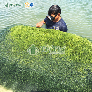 Trồng rong nho bằng vỉ