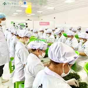 Sơ chế Rong nho Trí Tín