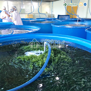 Nuôi lại rong nho Trí Tín