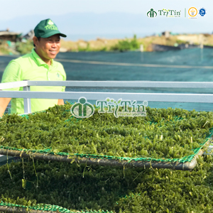 Thu hoạch vỉ rong nho