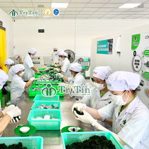 Đóng gói rong nho Trí Tín