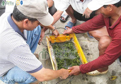 KÝ SỰ RONG NHO HÒN KHÓI