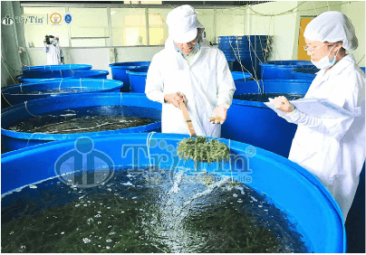 RONG NHO BIỂN - NGUỒN THỰC PHẨM GIÀU CANXI