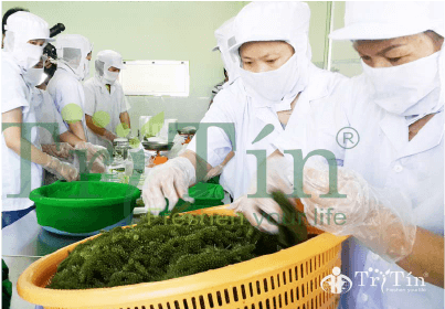 RONG NHO TRÍ TÍN-VTV2-BẠN CỦA NHÀ NÔNG