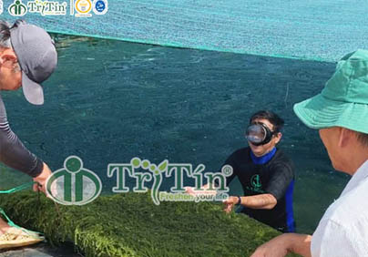 TƯ LIỆU - HÀNH TRÌNH CÂY RONG NHO TẠI VIỆT NAM PHẦN 1