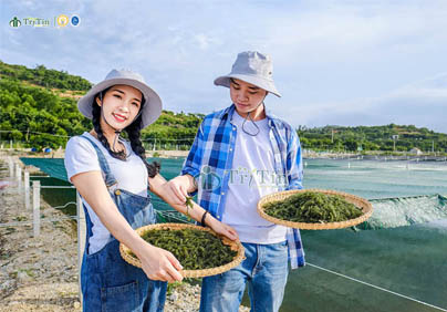 CÂU CHUYỆN SẢN PHẨM RONG NHO TRÍ TÍN