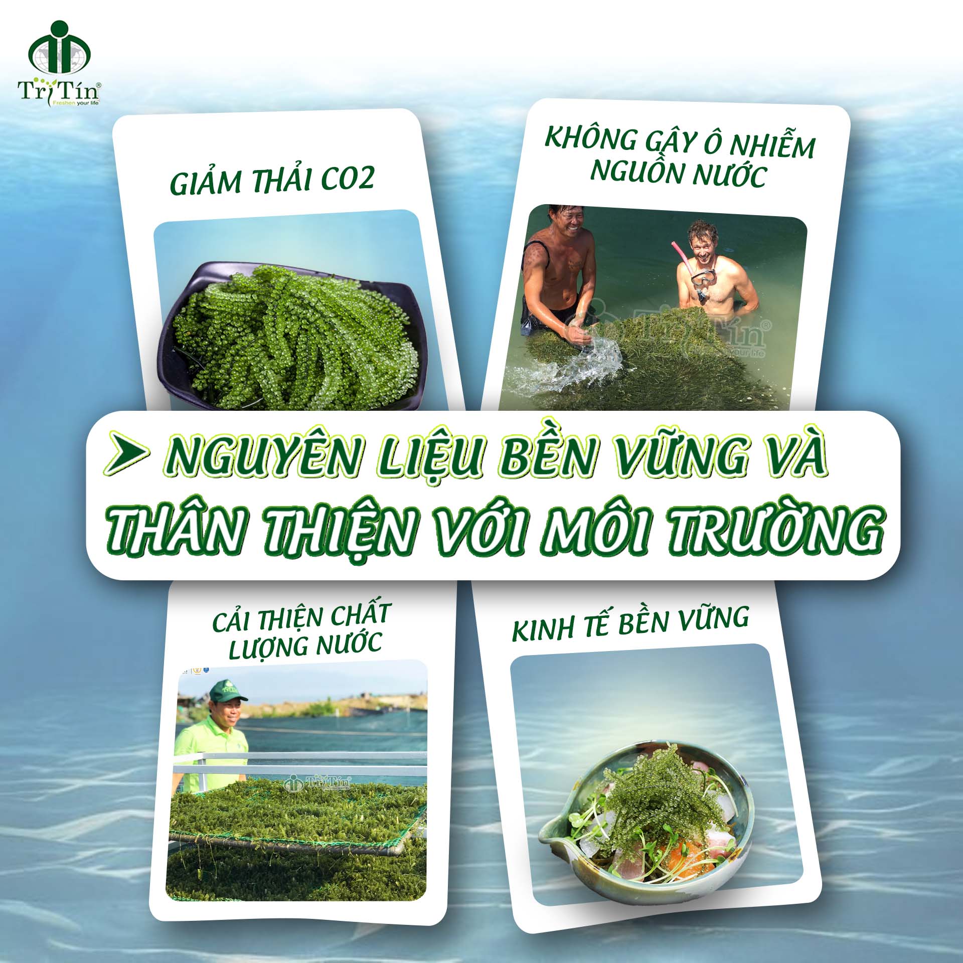 RONG NHO - NGUYÊN LIỆU BỀN VỮNG VÀ THÂN THIỆN VỚI MÔI TRƯỜNG