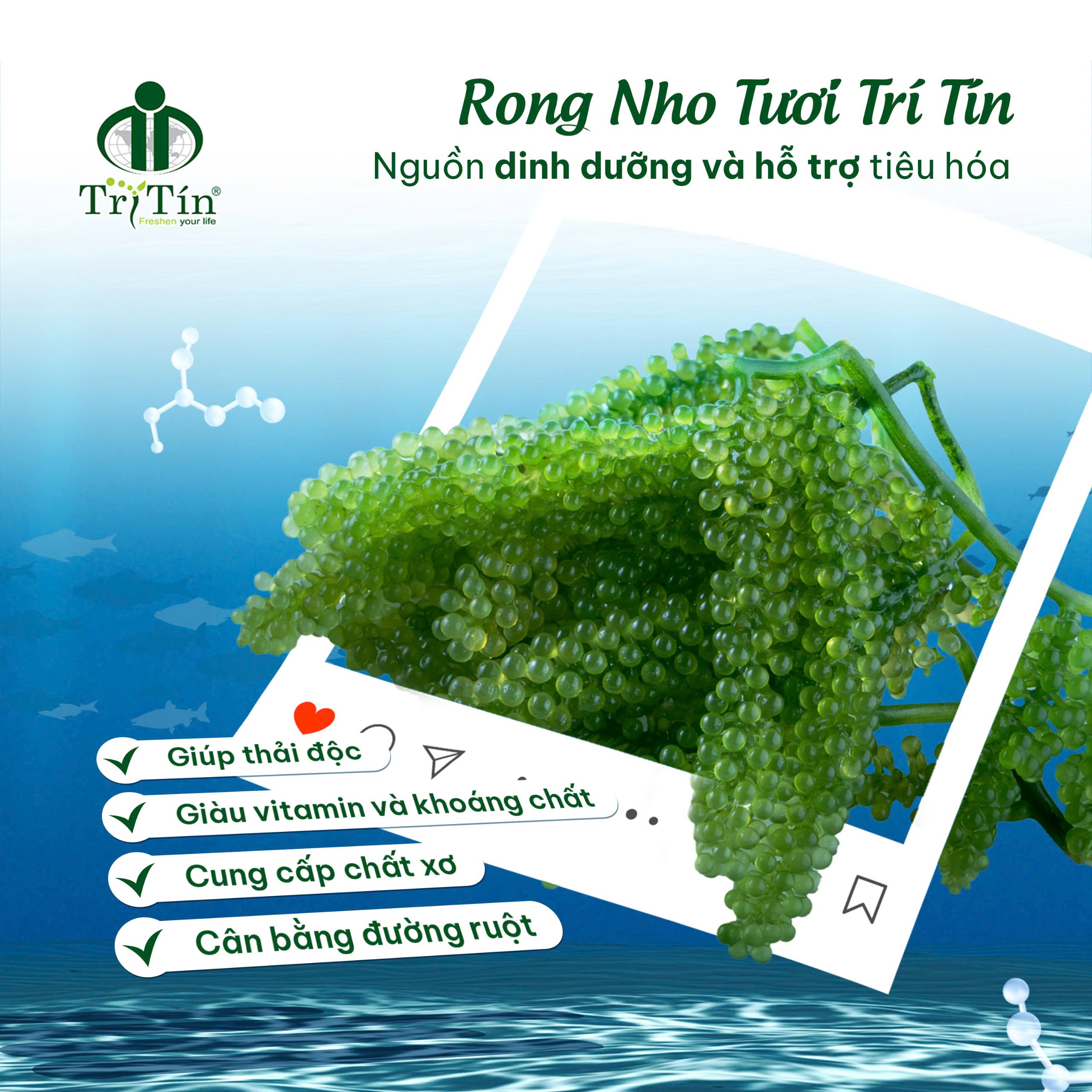 RONG NHO TƯƠI TRÍ TÍN – NGUỒN DINH DƯỠNG VÀ HỖ TRỢ TIÊU HÓA