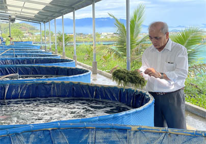 KHÁM PHÁ HÀNH TRÌNH NUÔI TRỒNG RONG NHO BIỂN TẠI TRÍ TÍN