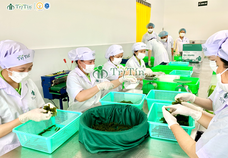 Đóng gói rong nho Trí Tín