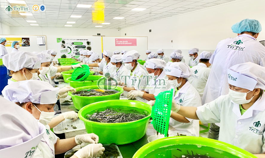 Qui trình tách nước Rong nho