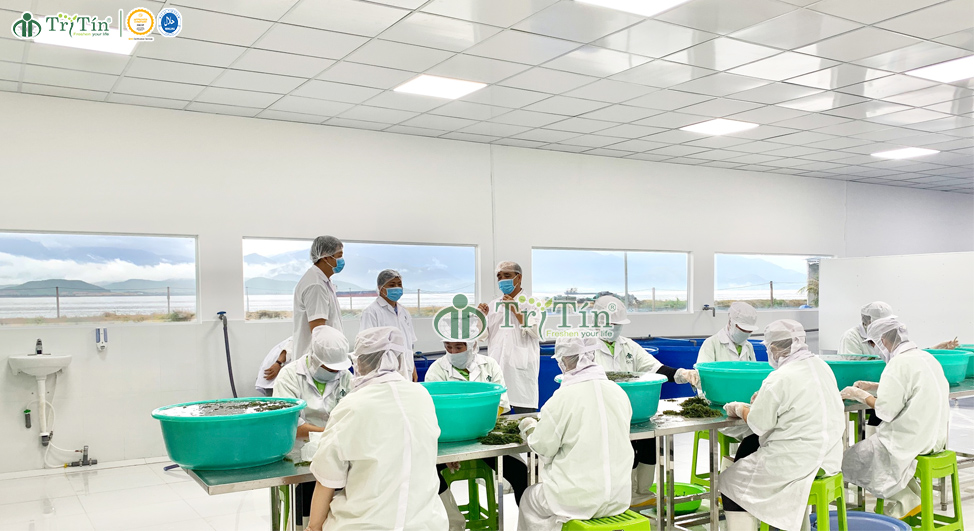 Rong nho Khánh Hòa