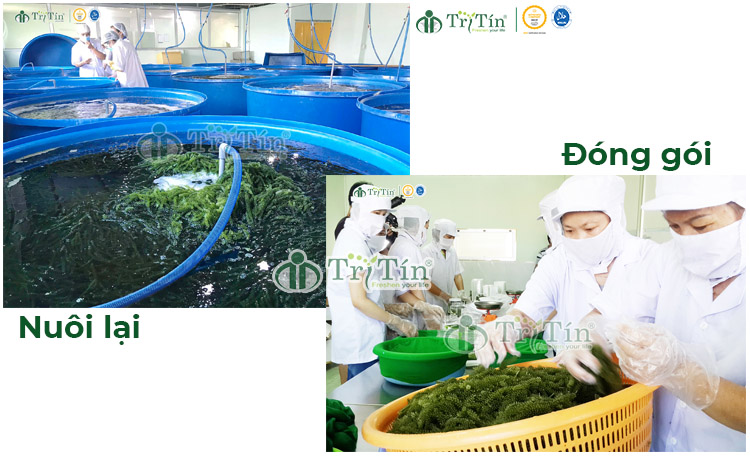 Đầu tư nâng cấp cơ sở chế biến- khu nuôi lại và đóng gói rong nho