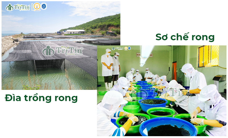 Đầu tư nâng cấp cơ sở chế biến