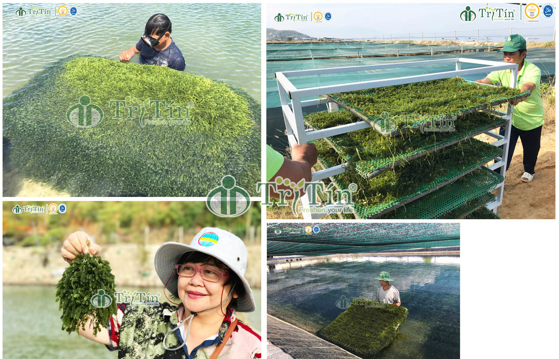 Cải tiến phương pháp trồng