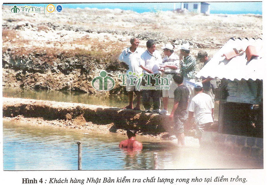 Khách hàng Nhật Bản kiểm tra chất lượng rong nho tại điểm trồng
