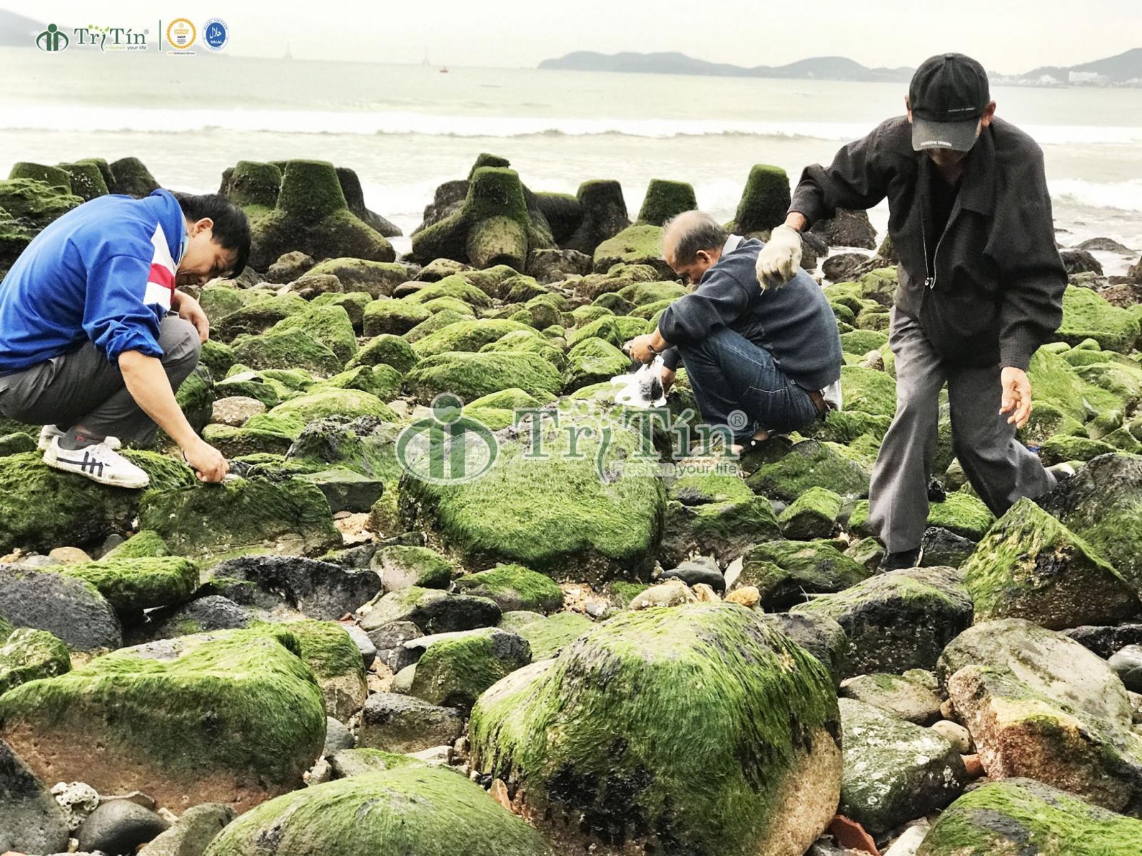 rong biển mọc tự nhiên