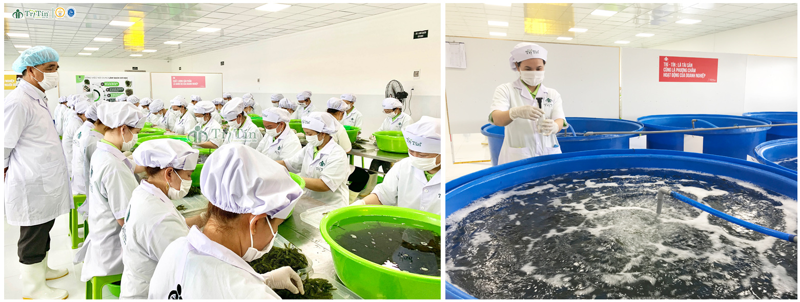 Quy trình sản xuất rong nho tách nước