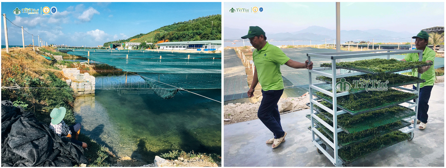 Rong nho tách nước Khánh Hòa