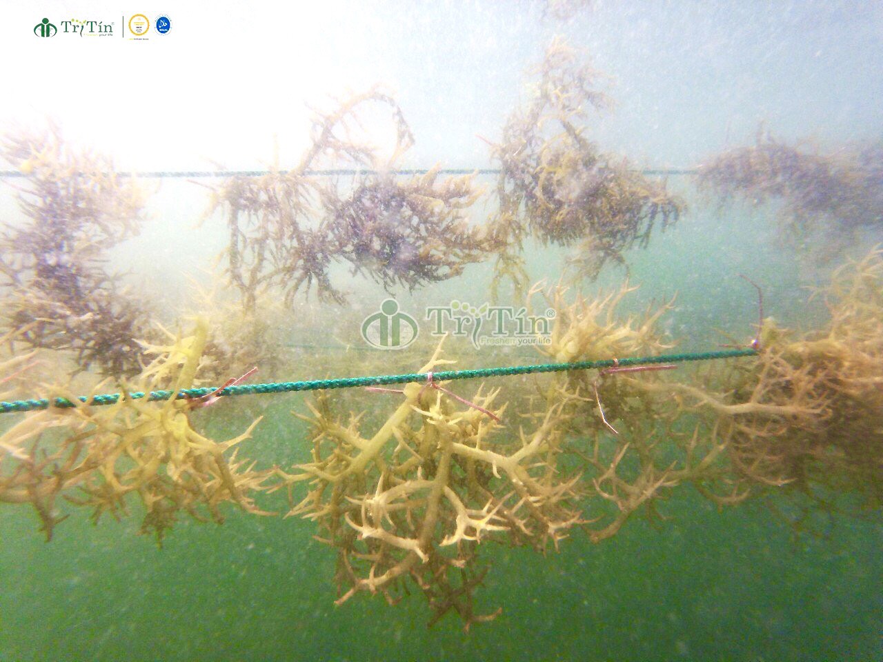 4 đổi mới công nghệ trồng rong