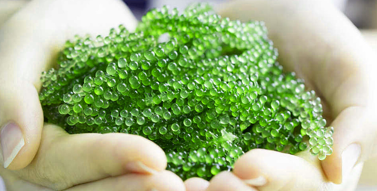 tác dụng của rong nho