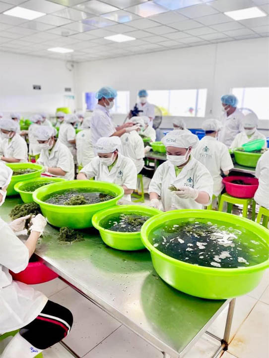 Quay phim khâu sơ chế