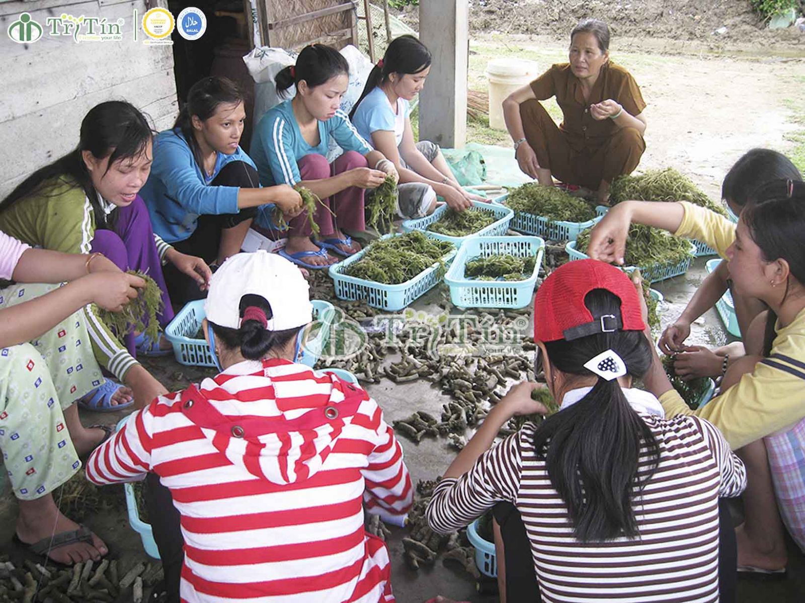 Rong nho xóa đói giảm nghèo cho người dân