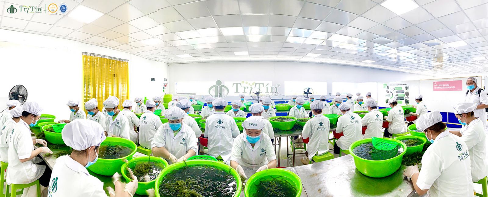 Sơ chế Rong nho Trí Tín