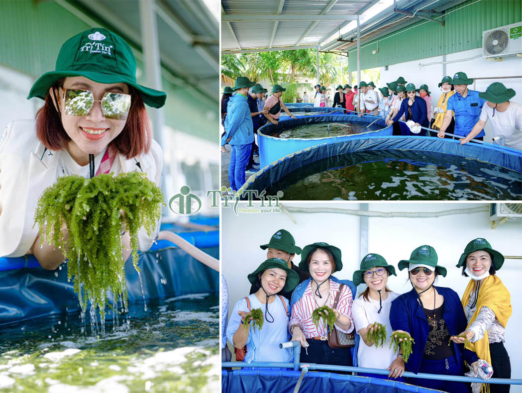 Tham quan bể nuôi rong