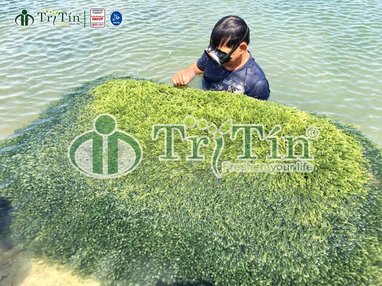 Nuôi rong nho thả vỉ