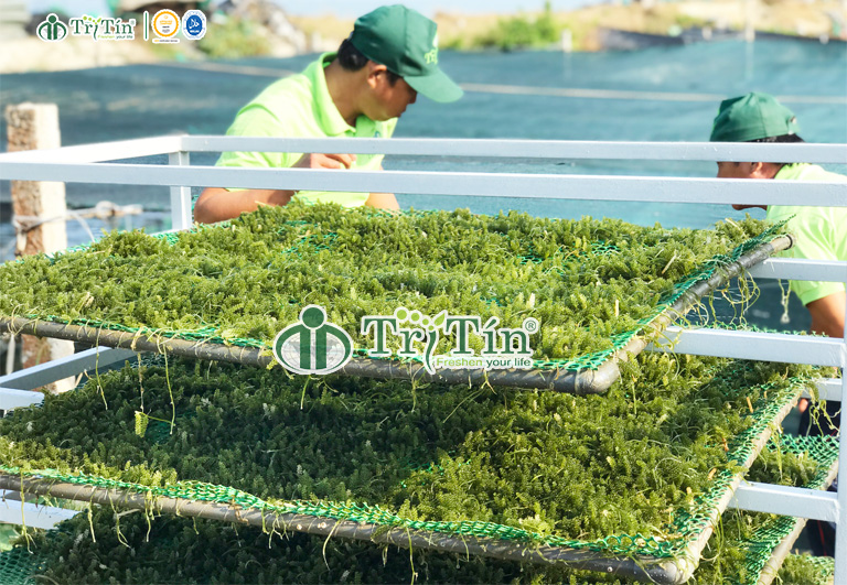 thu hoạch rong nho về xưởng