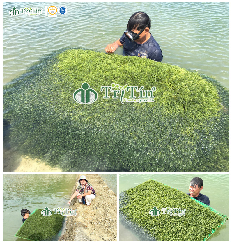 trồng rong nho bẳng vỉ