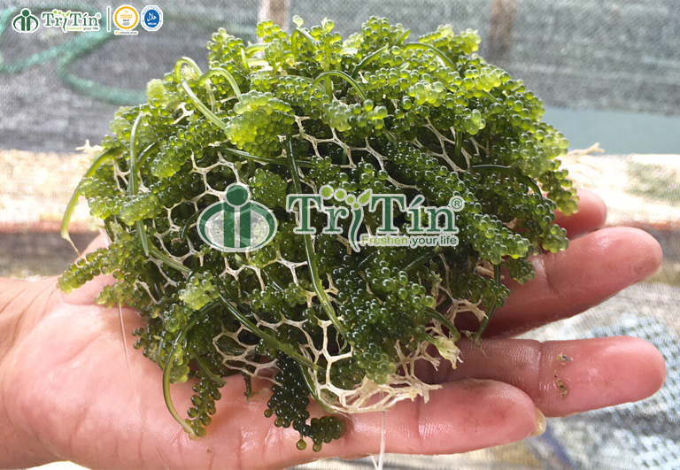 trồng rong nho trong túi lưới